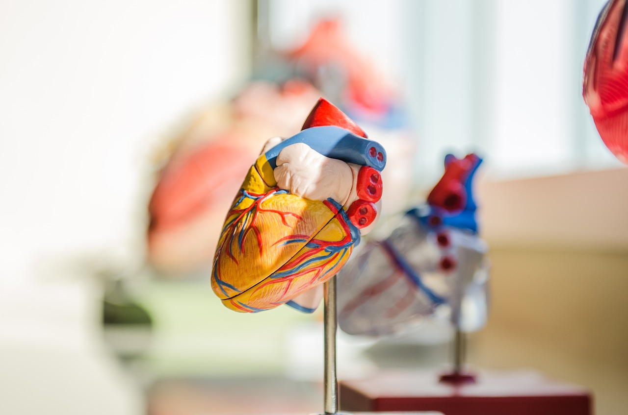 Illustration of a healthy human heart symbolizing preventive cardiology and holistic care at InterClinic